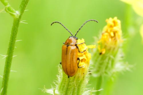 Réf. 261 711 : Exosoma lusitanicum